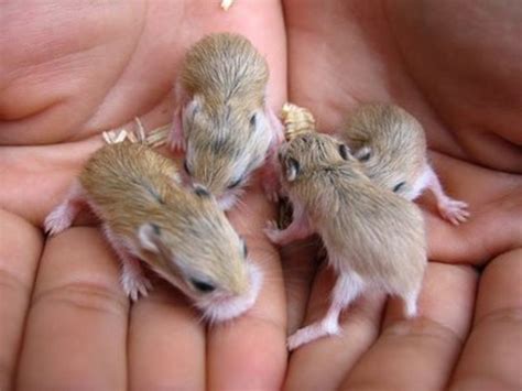 Hamsters Cute Baby