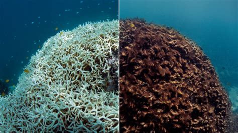 ‘Chasing Coral’ Shows the Deadly Effect of Climate Change on Our Oceans