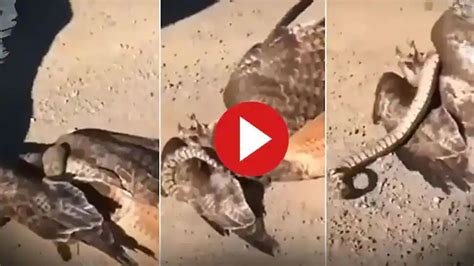 Eagle vs Snake Fight: The little snake that attacked the eagle -trending video viral | Eagle vs ...