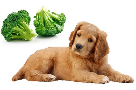 Can dogs eat broccoli? Can dogs eat raw broccoli and cooked broccoli