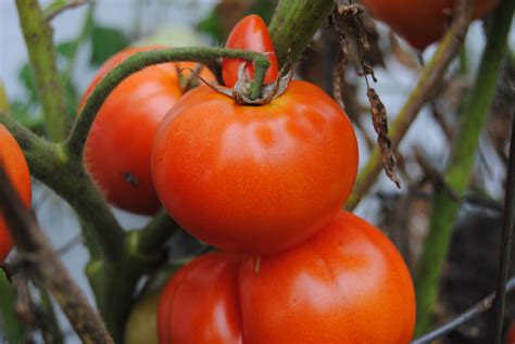 Tomatoes Free Stock Photo - Public Domain Pictures