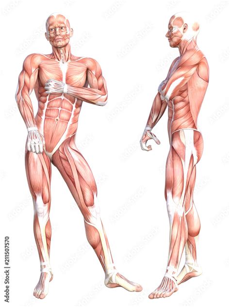 Conceptual anatomy healthy skinless human body muscle system set ...