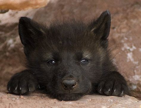 120 Baby Wolves ideas | baby wolves, wolf pup, beautiful wolves