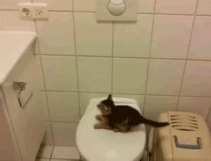 lustige-katzen-gifs-fails-20 | katzenwiewir.de