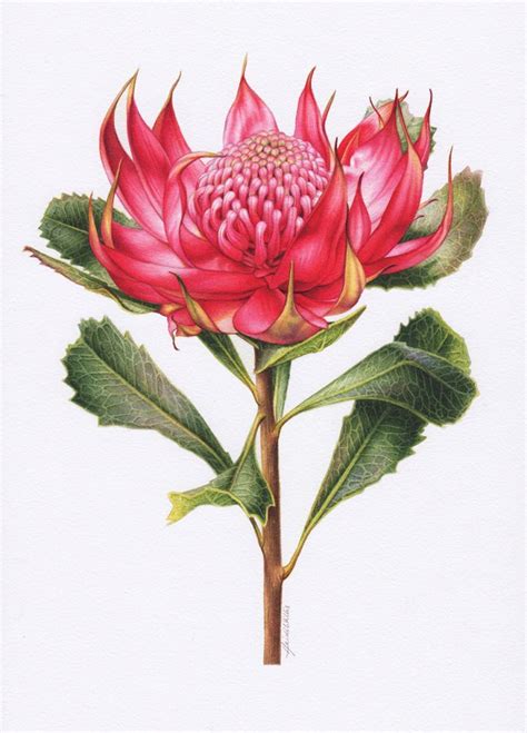 Waratah Botanical Illustration ~ Australian Geographic Magazine Issue ...