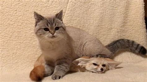 Fennec Cat