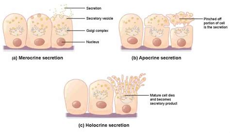 EXOCRINE GLANDS - New