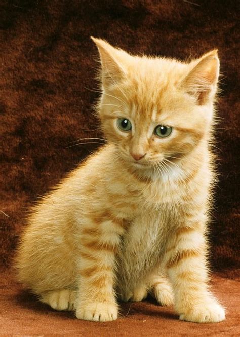 Cat Breeds Orange Tabby - Pets Lovers