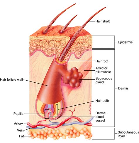 hair follicle tubelike structure : Biological Science Picture Directory ...