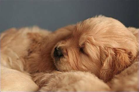 Sleeping Golden Retriever puppies Animals And Pets, Baby Animals, Cute ...