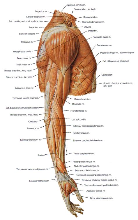 muscles of the arm and forearm - ModernHeal.com