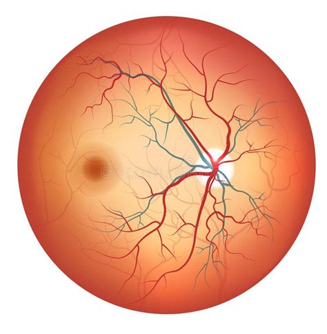 Human eye anatomy, retina detailed illustration. Human eye anatomy, retina, opti , #Sponsored, # ...