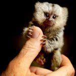 Pygmy marmoset – the smallest monkey in the world | DinoAnimals.com
