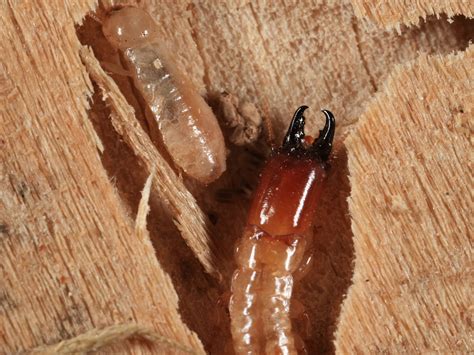 Worker Termites Size