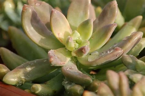 Can succulents survive heavy or extended rain? 3 things you need to know