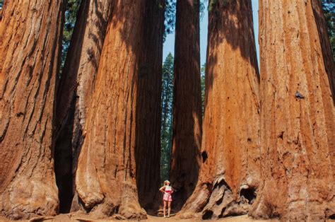 Yosemite, Sequoia, and Kings Canyon National Park