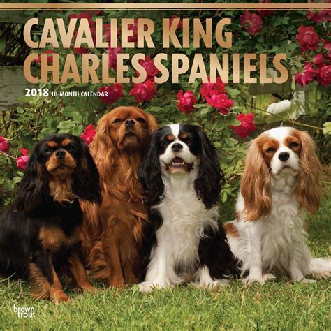 Cavalier King Charles Spaniels 2018 Wall Calendar | Cavalier king ...