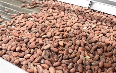 Cocoa Bean Processing Steps in Cocoa Powder Factory