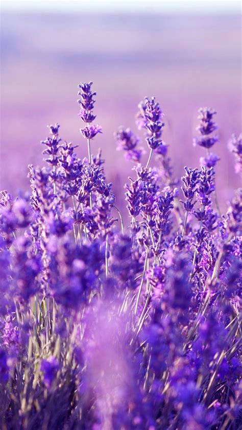 Beautiful Lavender Field Wallpapers - Wallpaper Cave