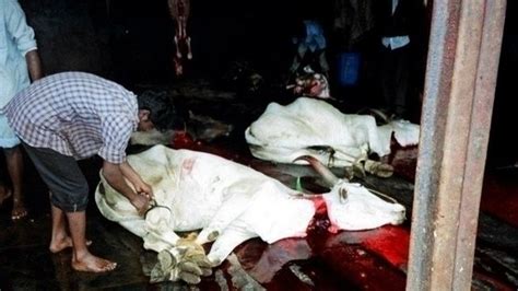 Petition · Ban cow slaughter · Change.org