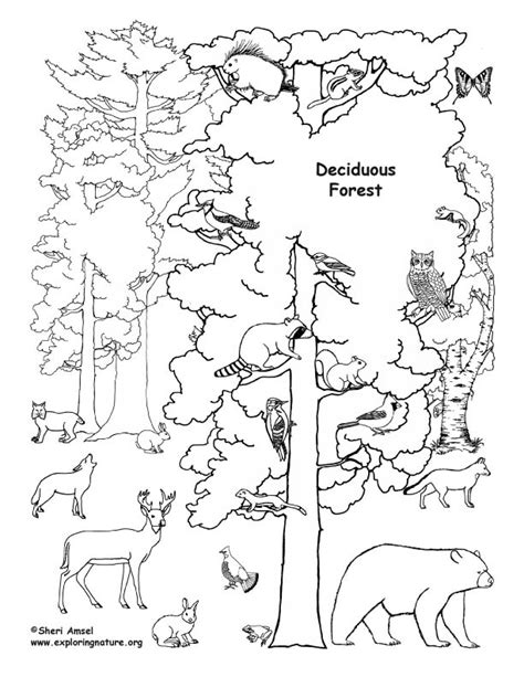 Deciduous Forest with Animals Coloring Page