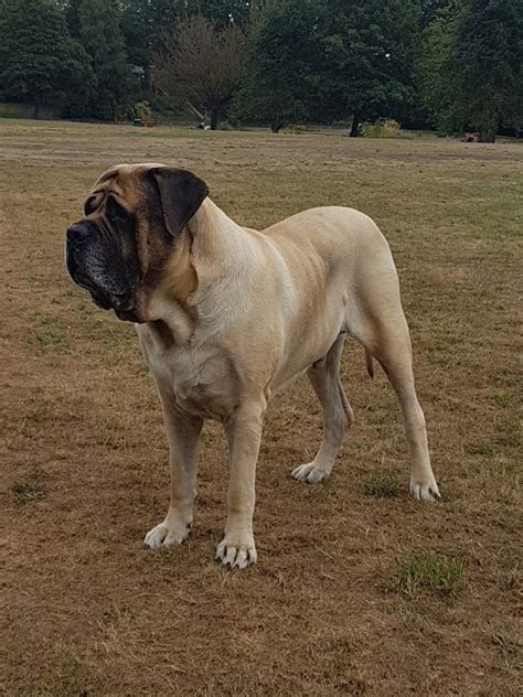 My most special and devoted friend, Marcus the Old English Mastiff ...