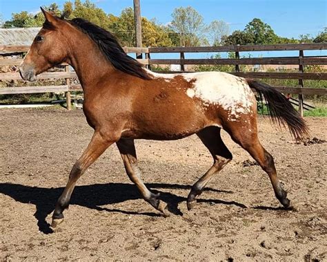 Breed | Warmblood Sales