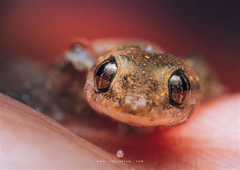 Hemidactylus :: Behance