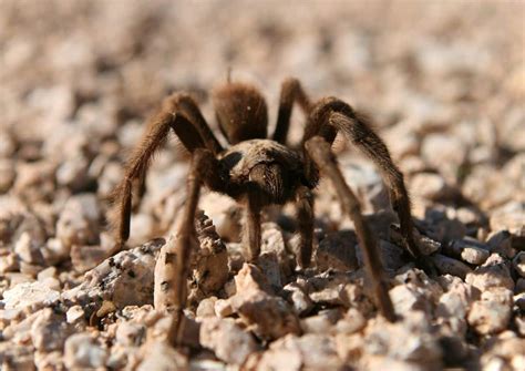 15 Fun Facts About The Wildlife In Guadalupe Mountains National Park!