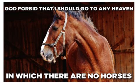 Funny Horse Memes - Page 16 of 63 - Entegra Signature Structures