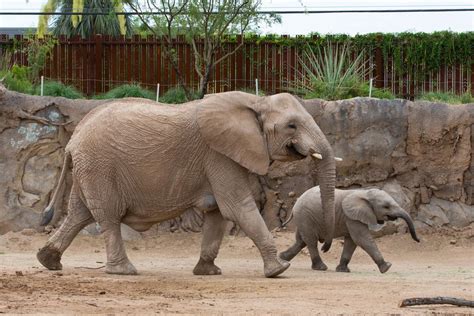 224 Adorable Baby Elephant Names for Your Little Jumbo - Animal Hype