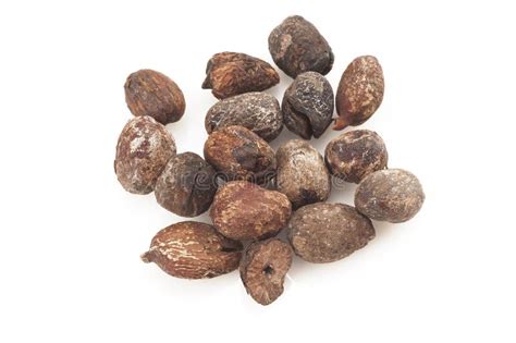 Shea nuts and leaves stock image. Image of natural, isolated - 38440925