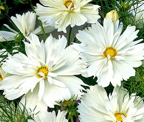 Cosmos Psyche White Cosmos Bipinnatus Seeds