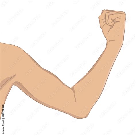 Vetor de Female biceps, well toned. Elbow-bent arm showing progress after fitness. Vector ...