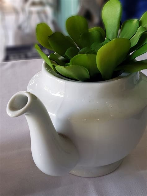 Succulent In A Teapot Free Stock Photo - Public Domain Pictures