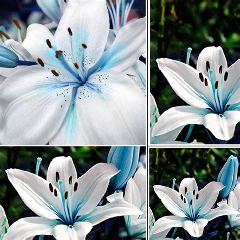 50pcs Lots Oriental Lily Blue Stargazer Scented Flower Bulbs Seeds ...