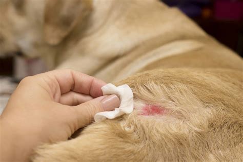 Fungal Infection On Dogs Skin