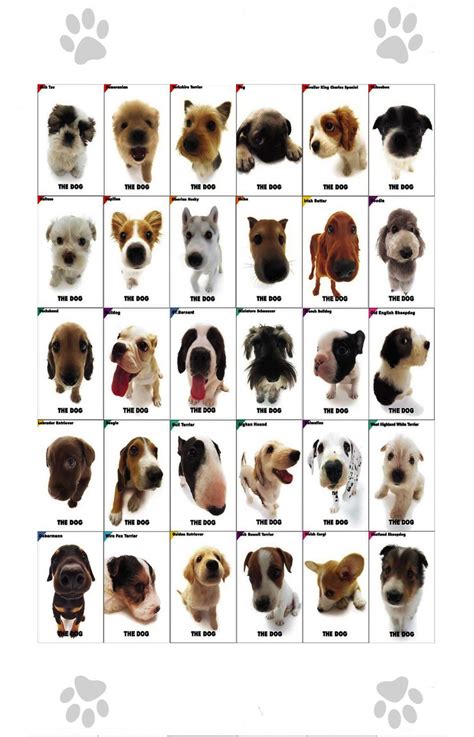 The Dog Different Dog Breeds Infographic Chart 18"x28" (45cm/70cm) Poster