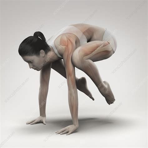 Yoga Crane Pose, artwork - Stock Image - C020/2114 - Science Photo Library