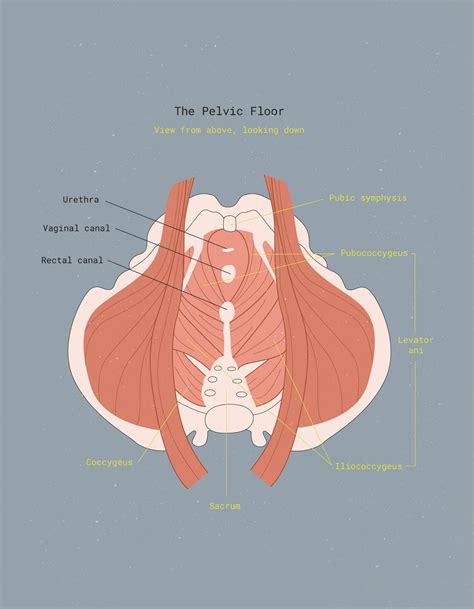 Pelvic Floor Muscles Diagram | Review Home Co