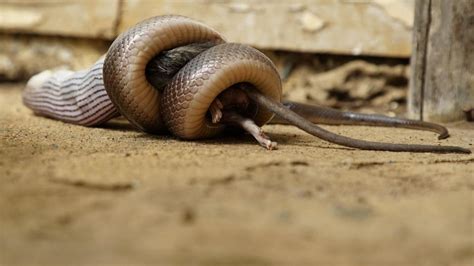 Mamba Mayhem Photos - Snakes in the City - National Geographic Channel ...