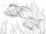 Ryukin Goldfishes coloring Page  Free Printable Coloring Pages sketch template