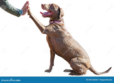 Dog Giving a High Five To Its Owner Stock Photo - Image of giving ...