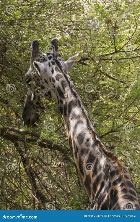 Northern giraffe stock image. Image of animal, feeding - 90129489