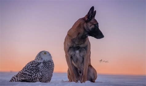 7 Top Animal Photography Tips - ViewBug.com