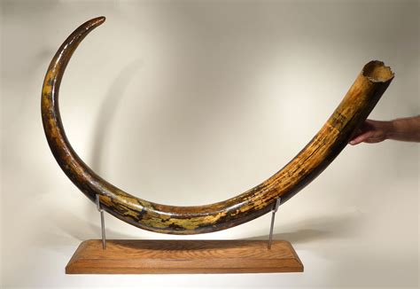 LARGE WOOLLY MAMMOTH TUSKS FOR SALE