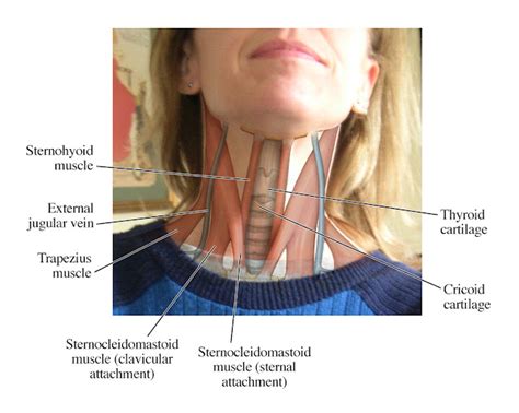 Human Anatomy for the Artist: Up Close and Personal: Let H.A.F.A. Diagram YOUR Anatomy