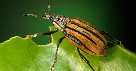 Black and Brown Insect on Green Leaf · Free Stock Photo