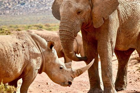 Rhino and Elephant Poaching on the Decline in Namibia | Rhino Recovery Fund