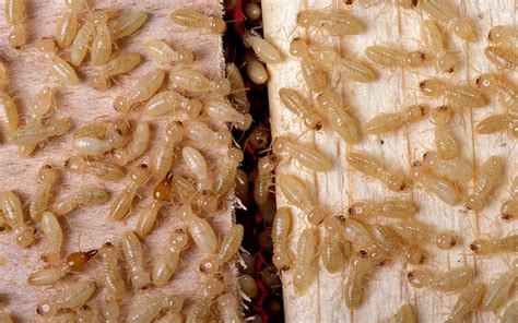 Baby Termites: What They Look Like & How To Get Rid Of Them | Pest Aid